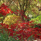 mare a nenuphar a l autumn